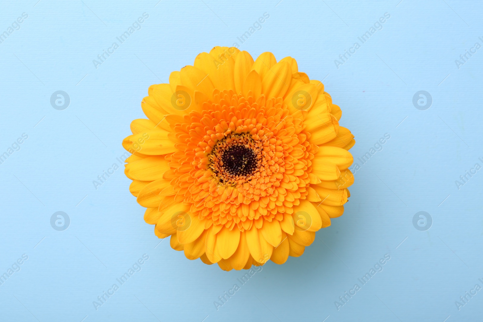 Photo of Beautiful yellow gerbera flower on light blue background, top view