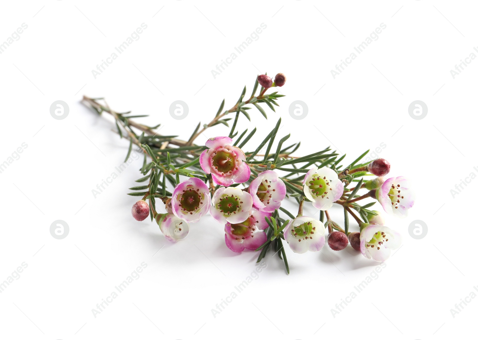 Photo of Branch of tea tree with flowers on white background. Natural essential oil