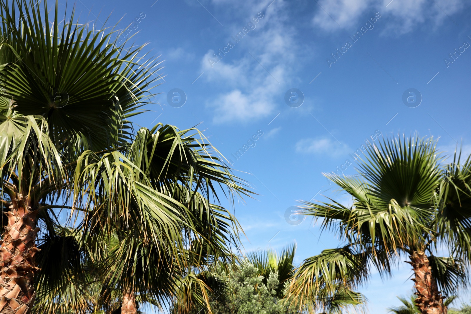 Photo of Beautiful view of palm trees outdoors on sunny summer day