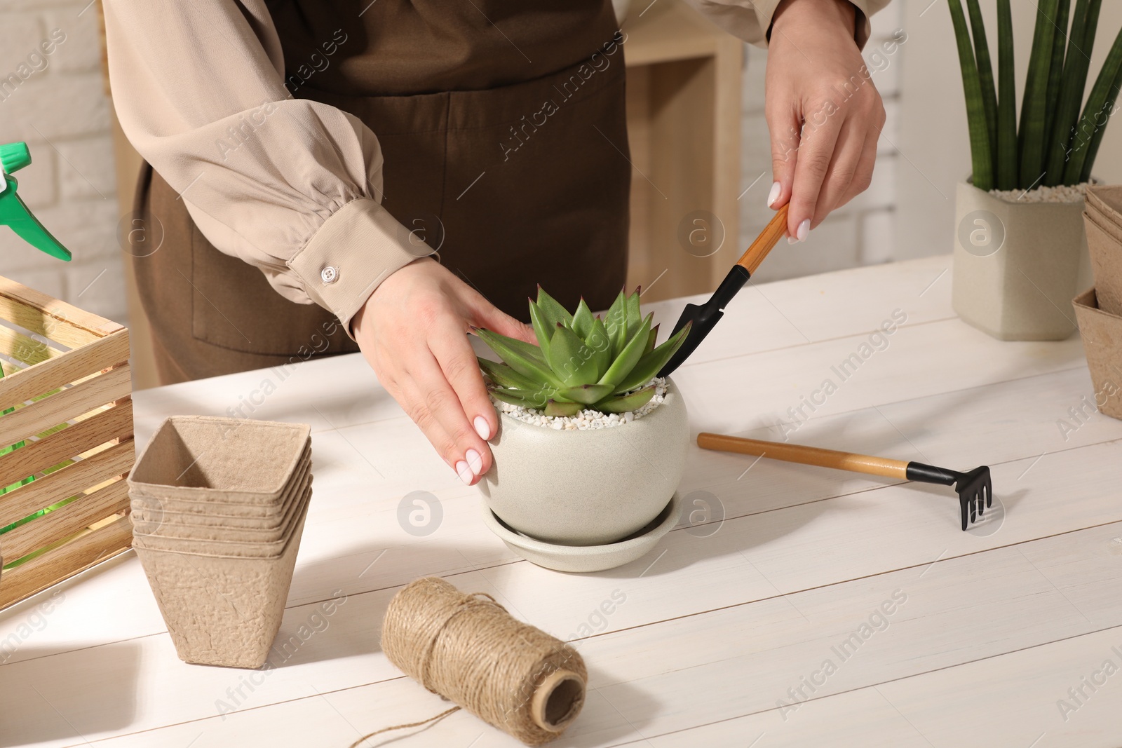 Photo of Woman transplanting beautiful succulent plant at white wooden table, closeup