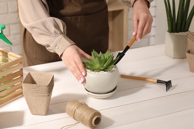 Woman transplanting beautiful succulent plant at white wooden table, closeup