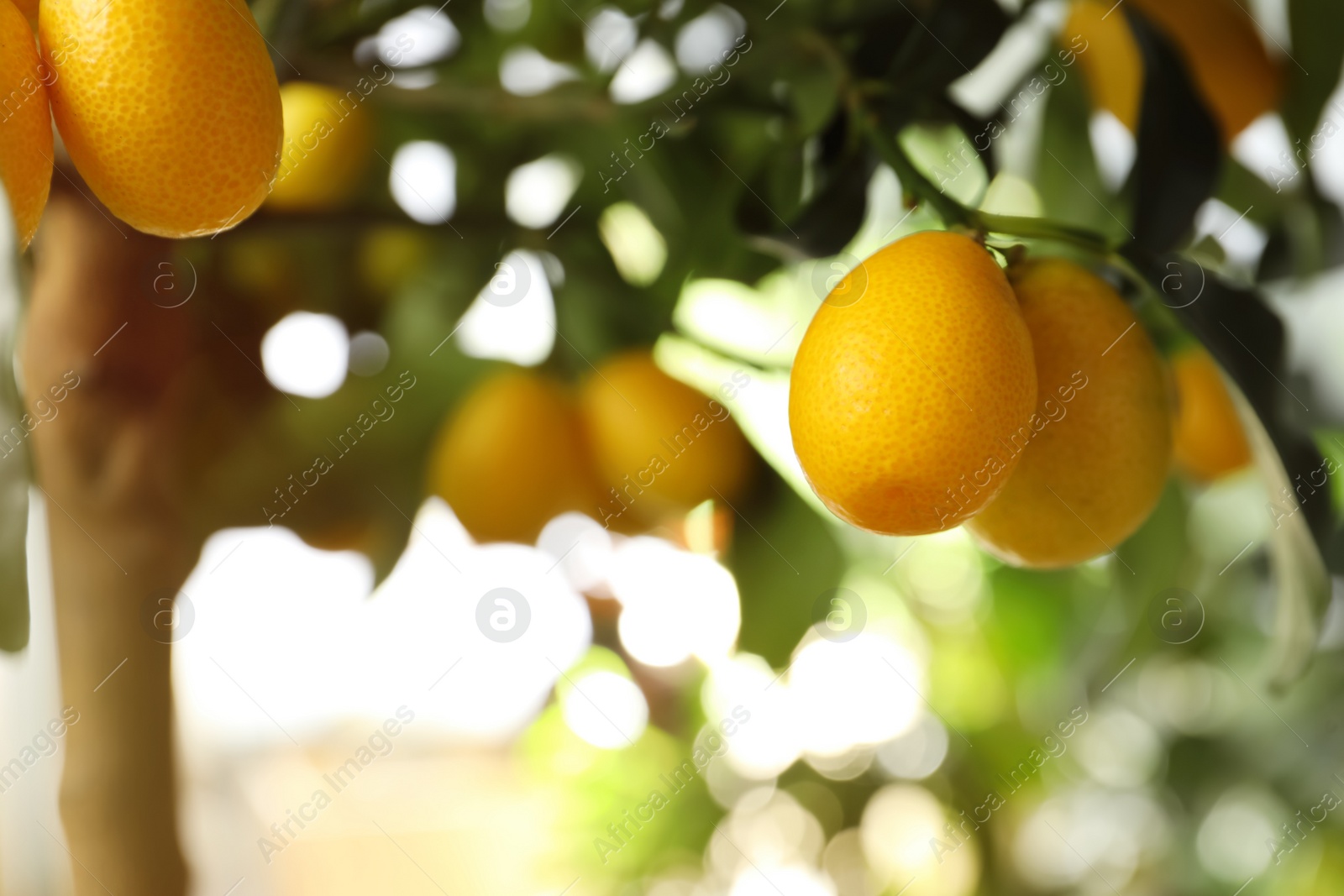 Photo of Kumquat tree with ripening fruits outdoors, closeup. Space for text