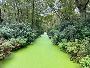 Photo of Green beautiful water channel among bushes in park