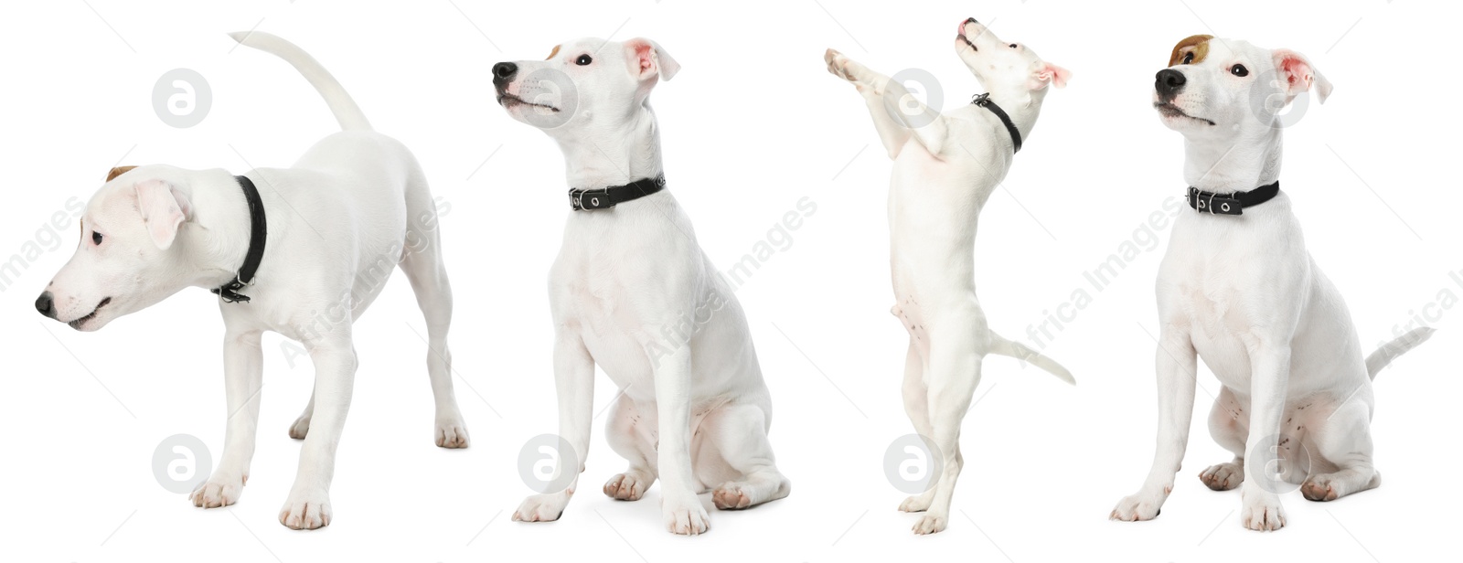 Image of Collage with photos of cute dog on white background. Banner design