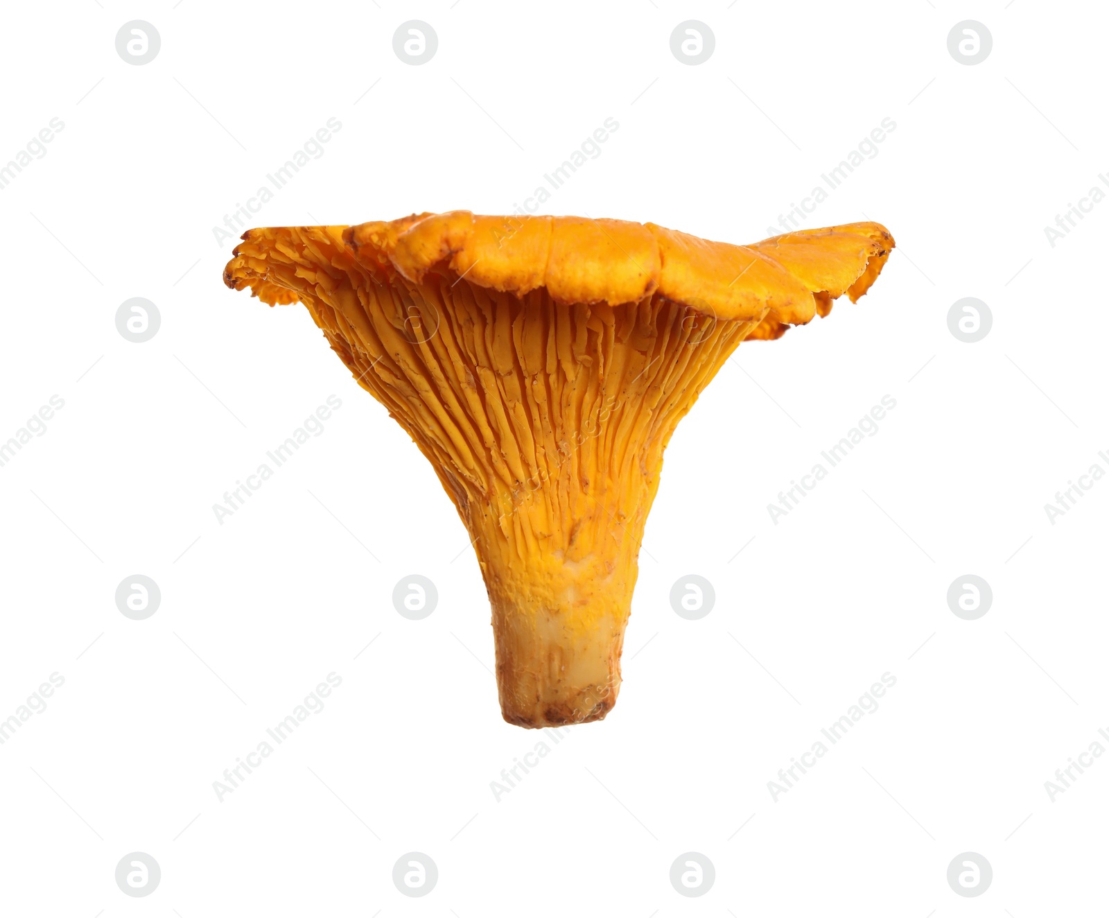 Photo of Fresh wild chanterelle mushroom isolated on white