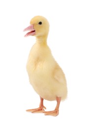 Baby animal. Cute fluffy duckling on white background