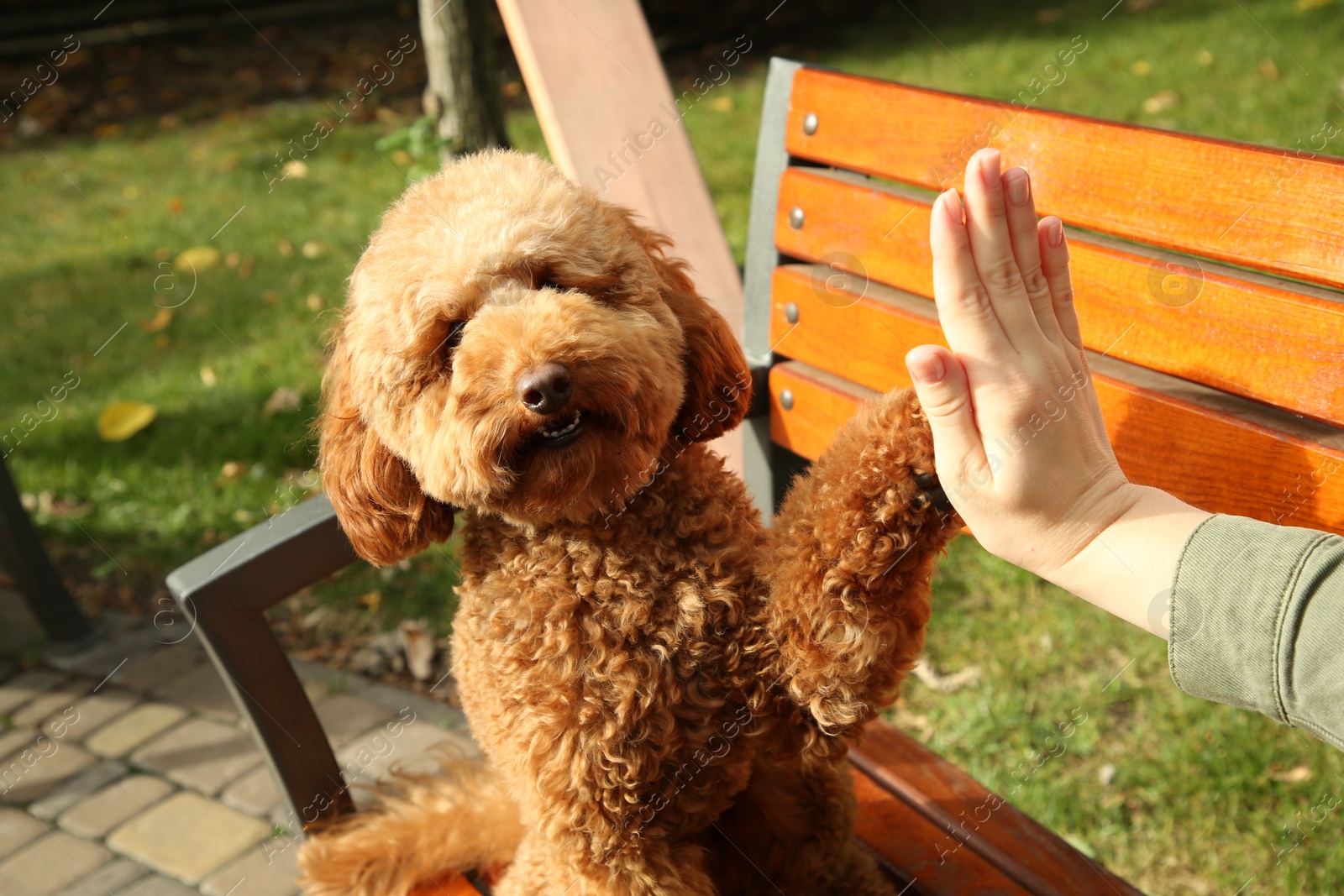 Photo of Cute Maltipoo dog giving high five to woman outdoors, closeup