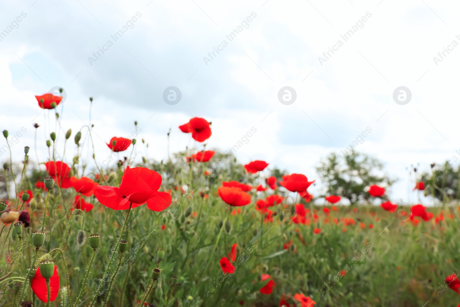 Photo of Beautiful red poppy flowers growing in field