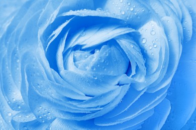 Image of Beautiful light blue ranunculus flower as background, closeup