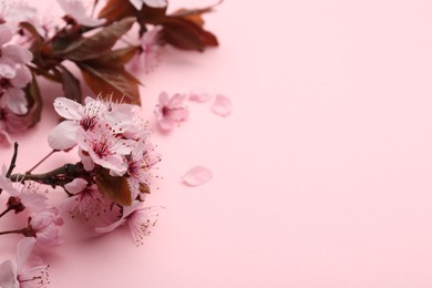 Photo of Spring tree branches with beautiful blossoms on pink background, closeup. Space for text