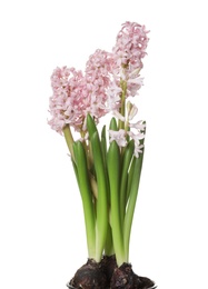 Photo of Beautiful spring hyacinth flowers isolated on white