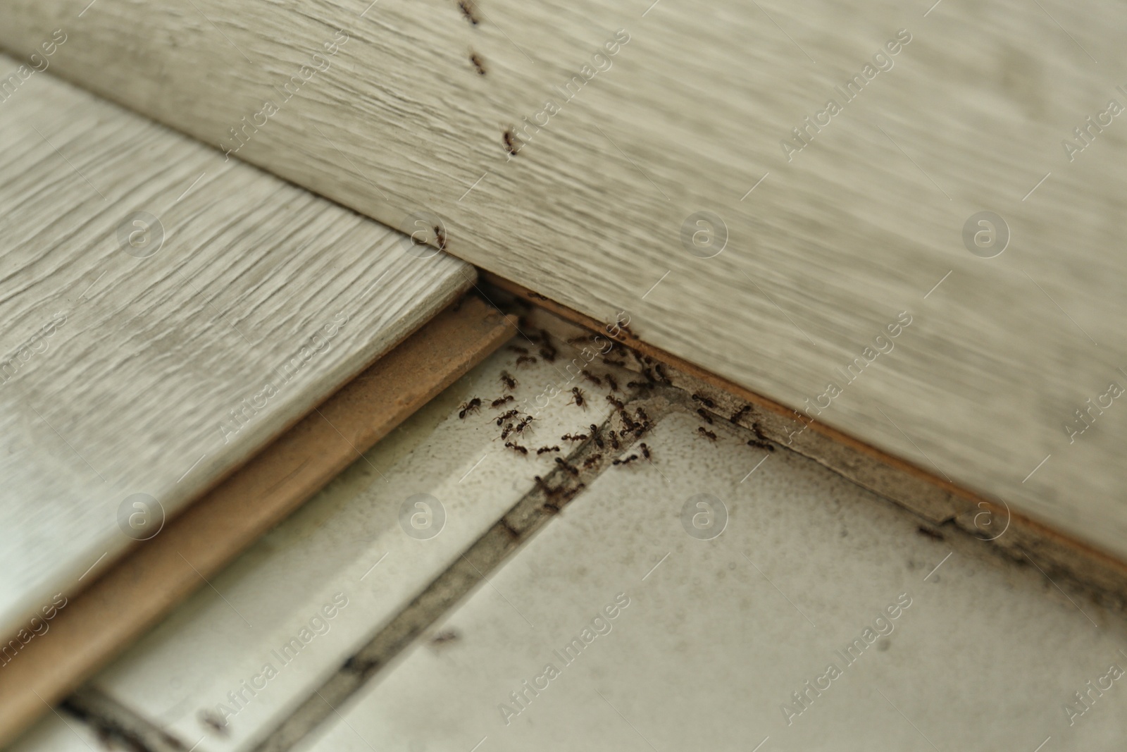 Photo of Many black ants on floor at home. Pest control