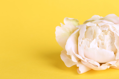 Photo of Beautiful white peony flower on yellow background, closeup. Space for text
