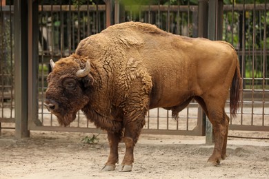 Photo of American bison in zoo enclosure. Wild animal