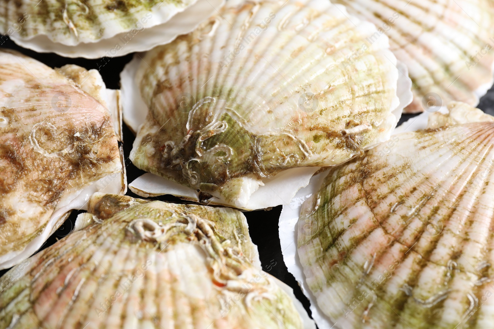 Photo of Fresh raw scallops in shells on black table, closeup