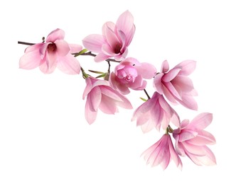 Image of Beautiful pink magnolia flowers on white background