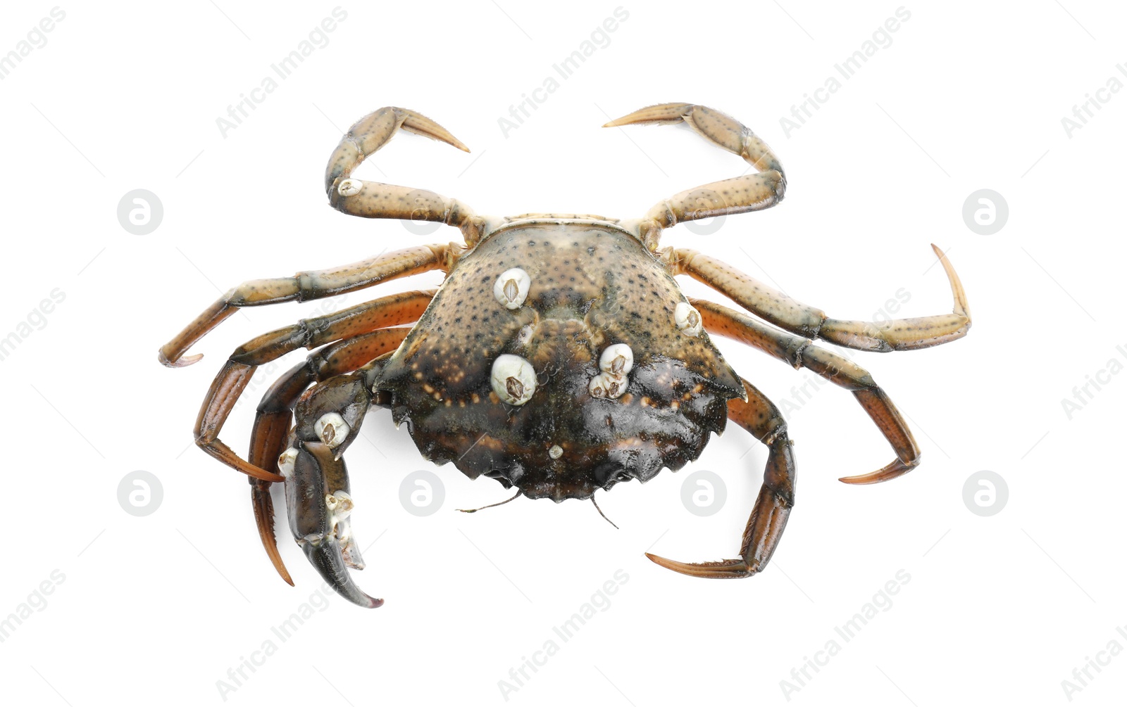 Photo of One fresh raw crab isolated on white, top view