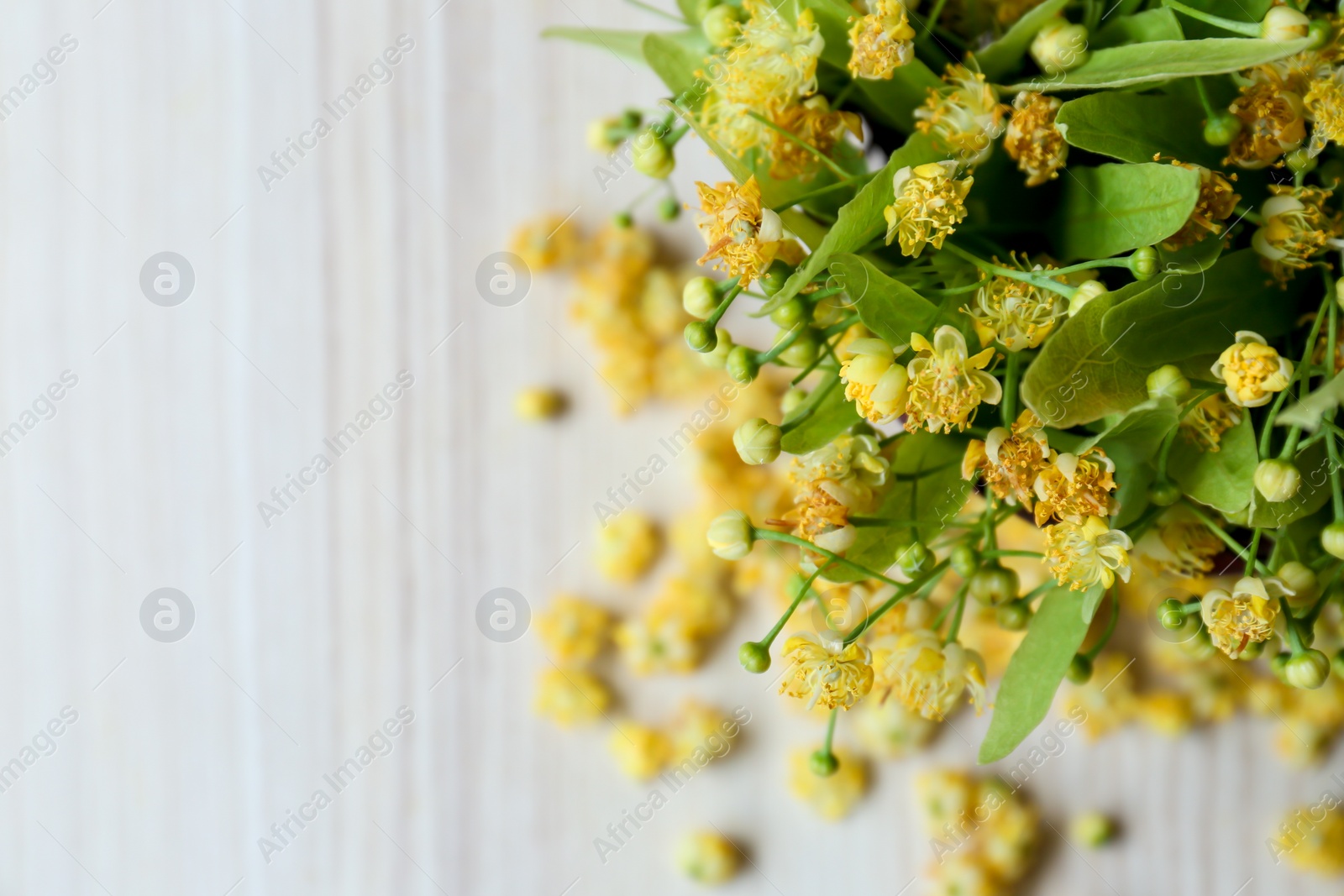 Photo of Beautiful linden blossoms and green leaves on white table, top view. Space for text