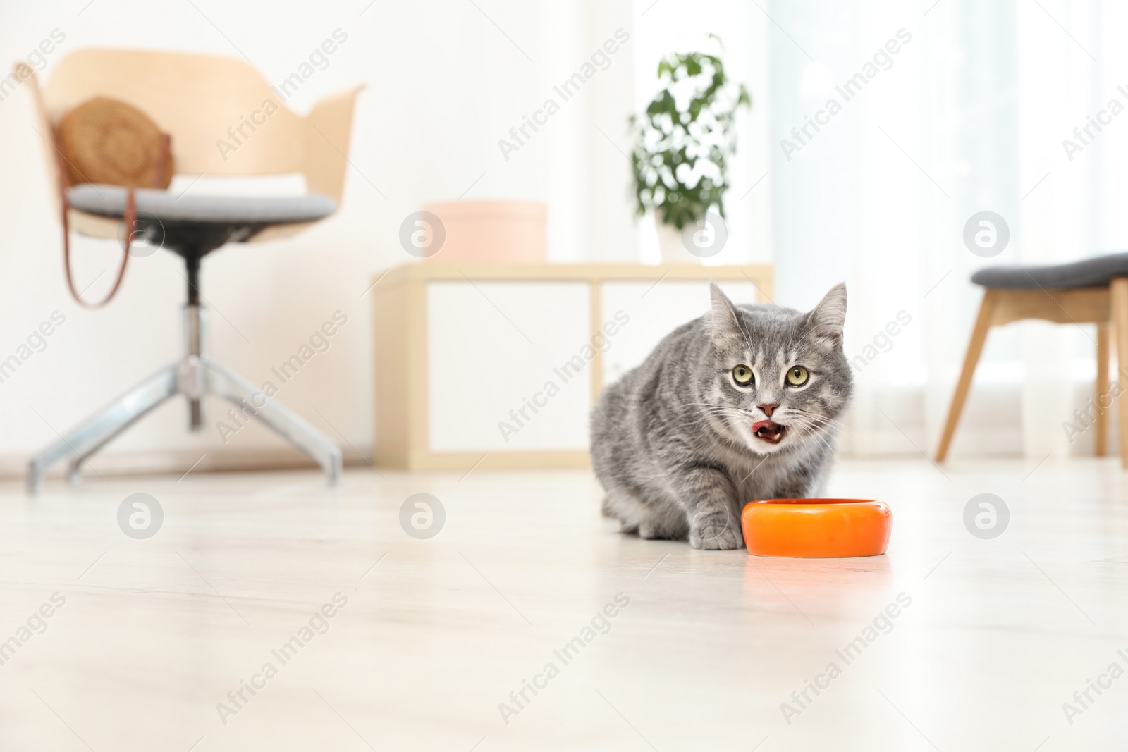 Photo of Adorable cat near bowl of food indoors. Pet care