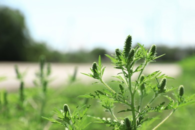 Photo of Blooming ragweed plant (Ambrosia genus) outdoors, space for text. Seasonal allergy