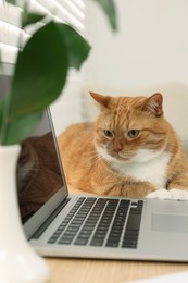 Photo of Cute cat lying on wooden desk near laptop at home