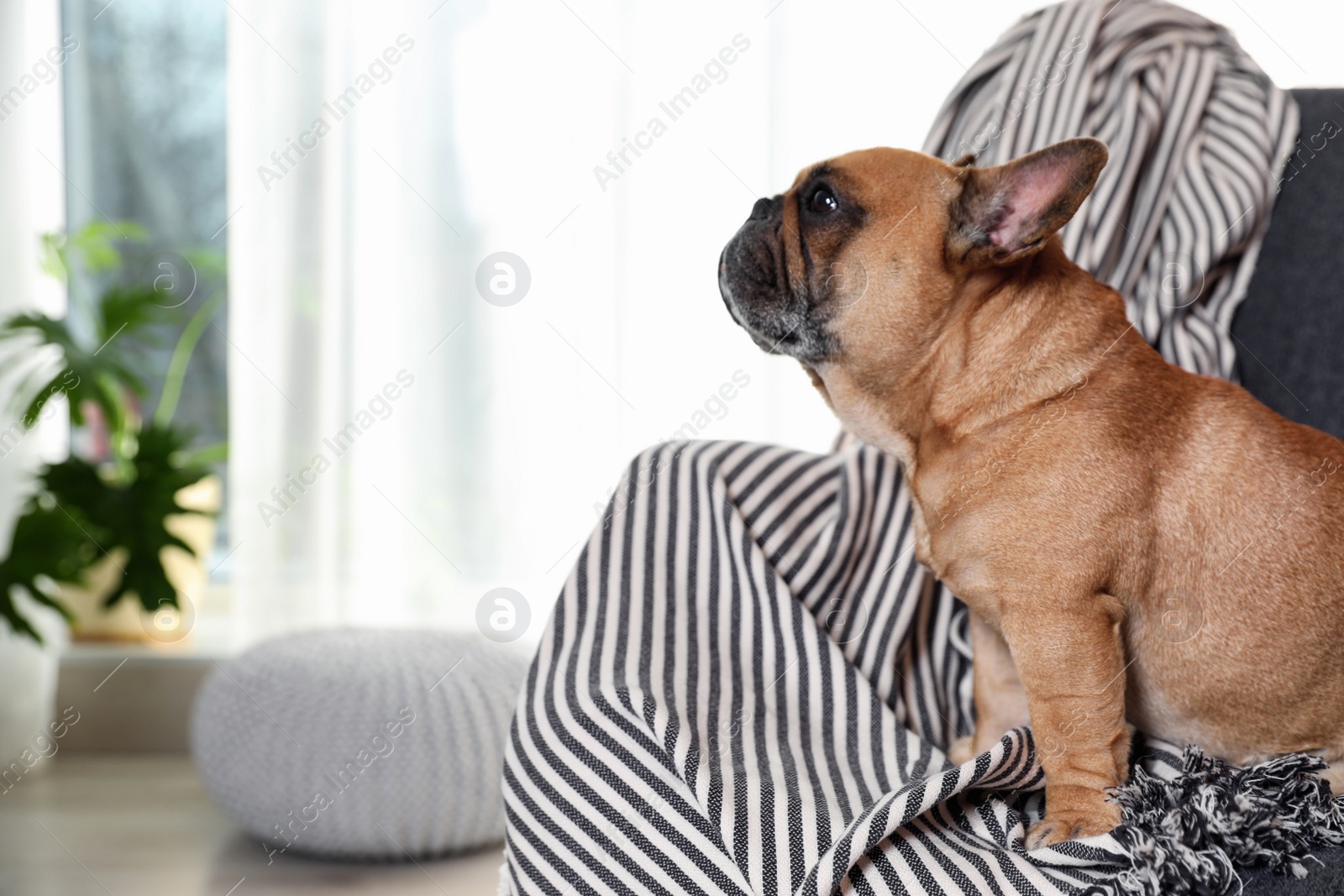 Photo of Funny French bulldog in armchair at home. Space for text