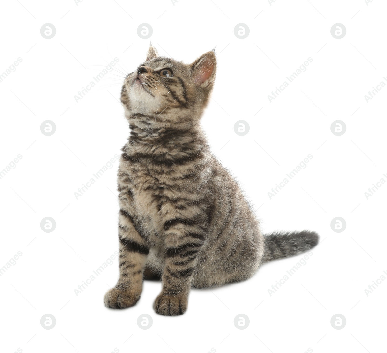 Photo of Cute tabby kitten on white background. Baby animal