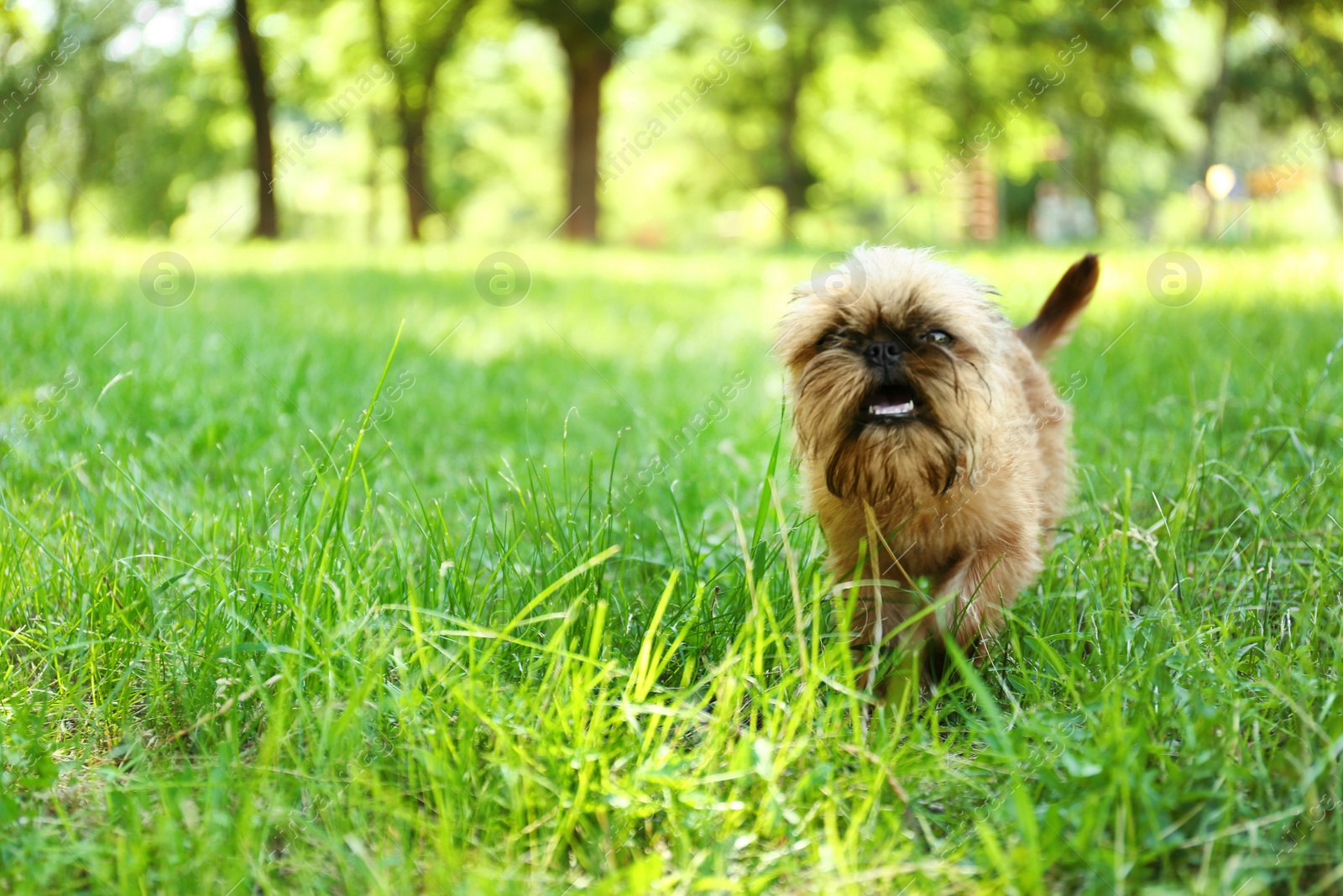 Photo of Cute fluffy dog on green grass in park. Space for text