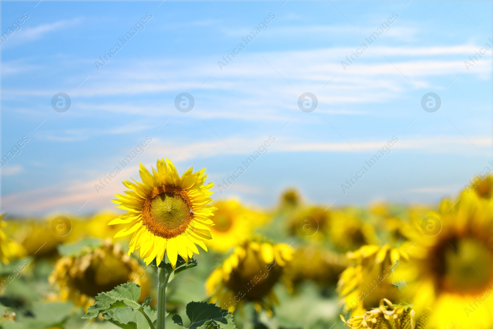 Photo of Beautiful view of sunflowers growing in field