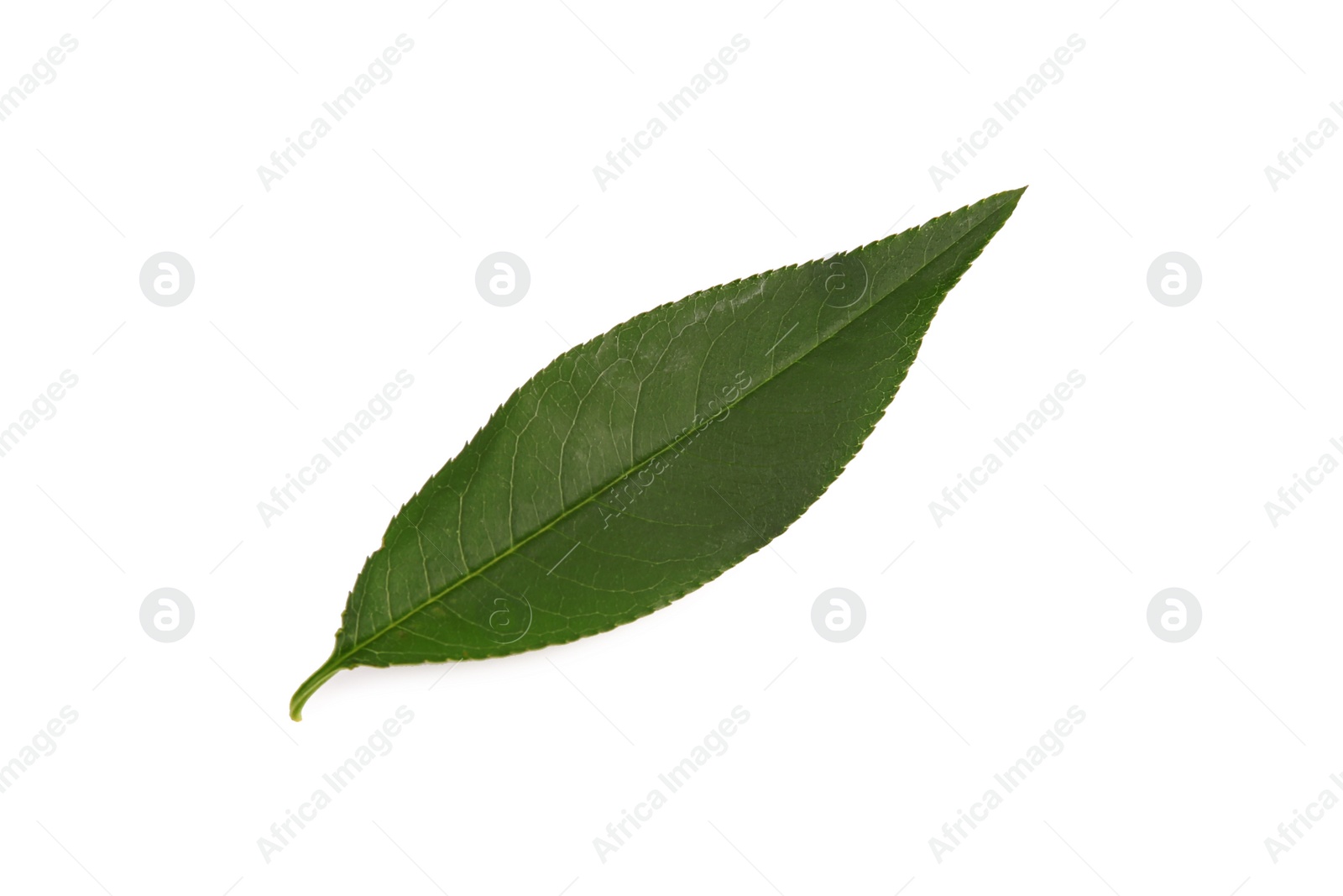 Photo of One fresh green leaf isolated on white