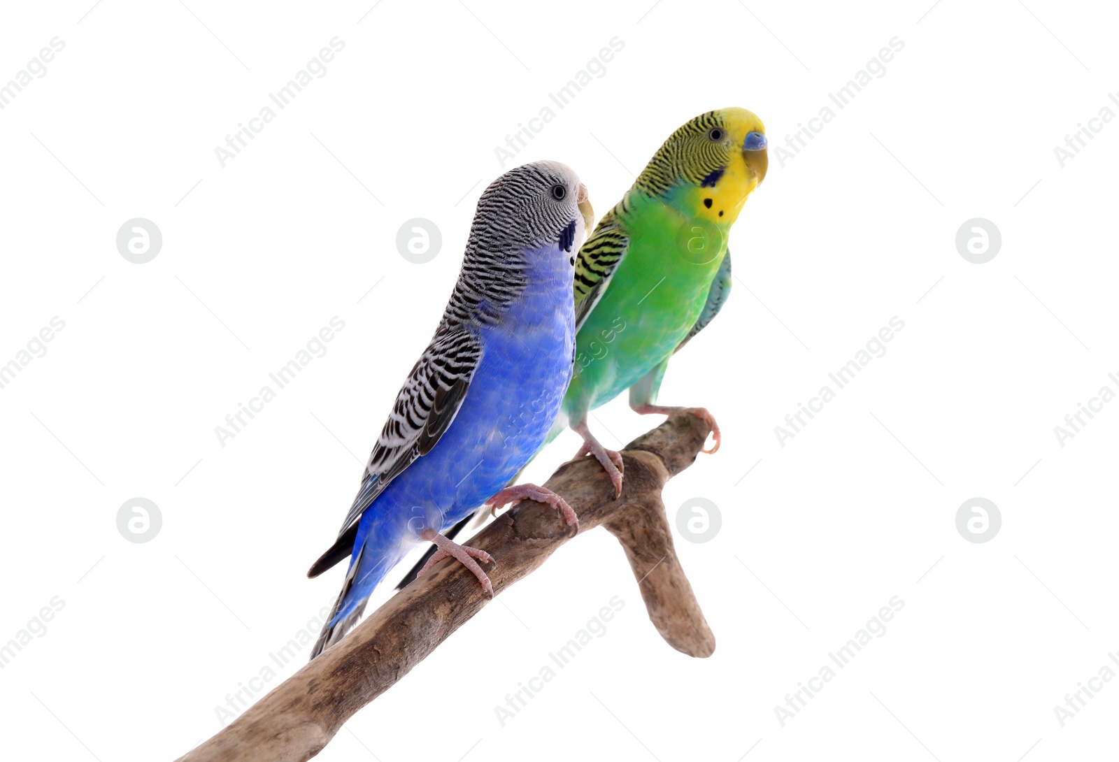 Photo of Two beautiful parrots perched on branch against white background. Exotic pets