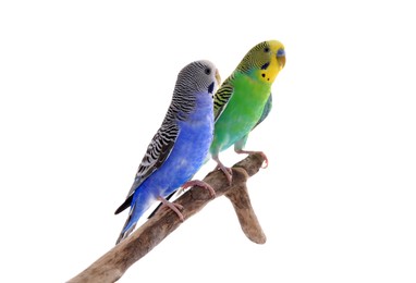 Photo of Two beautiful parrots perched on branch against white background. Exotic pets