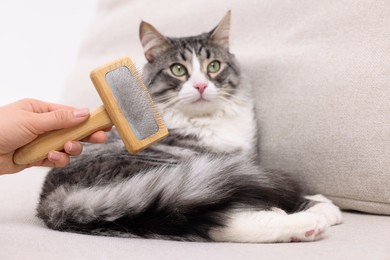 Photo of Woman holding pet brush with fur and her cat on sofa, closeup