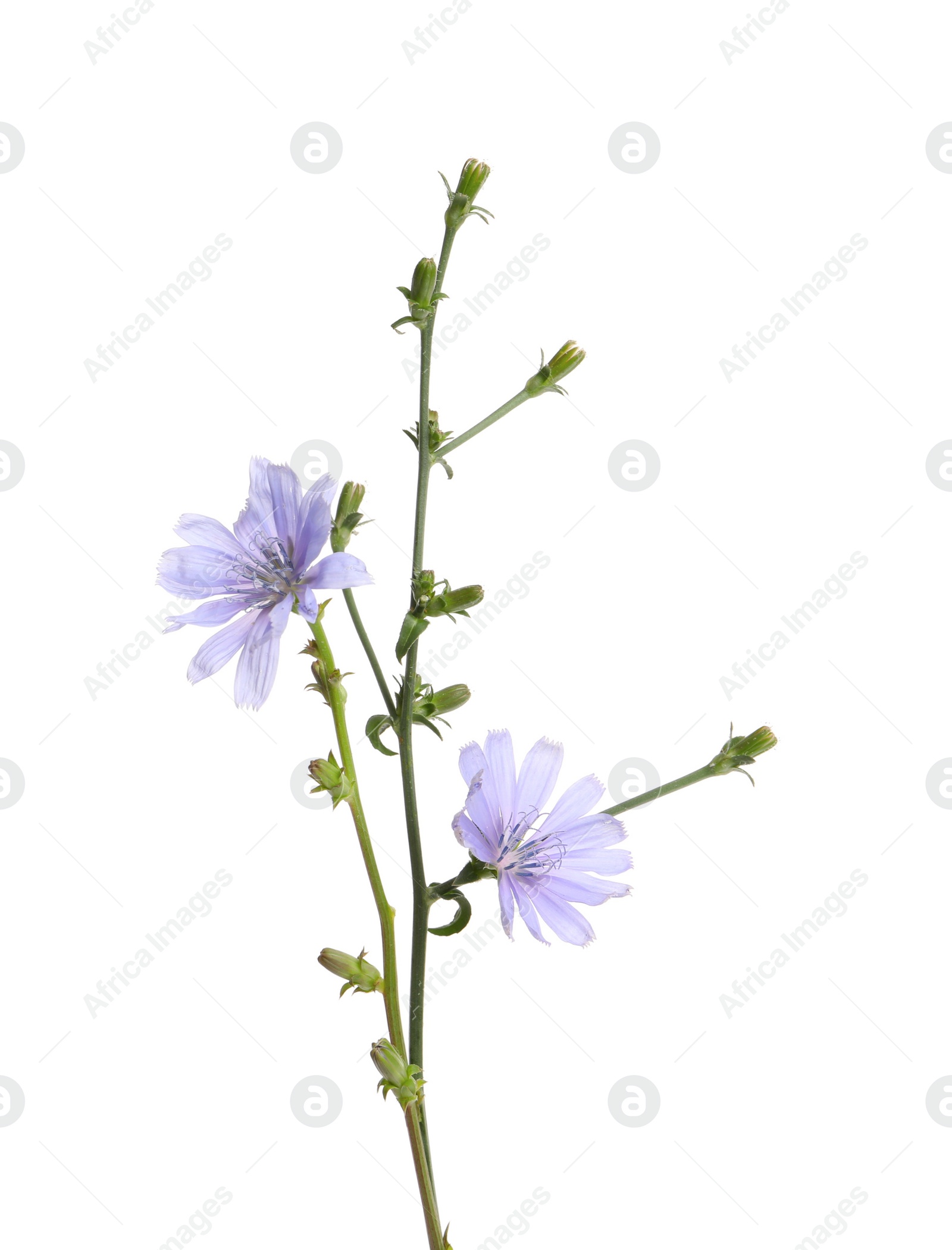 Photo of Beautiful chicory plant with light blue flowers isolated on white