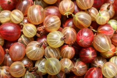 Photo of Many fresh ripe gooseberries as background, top view