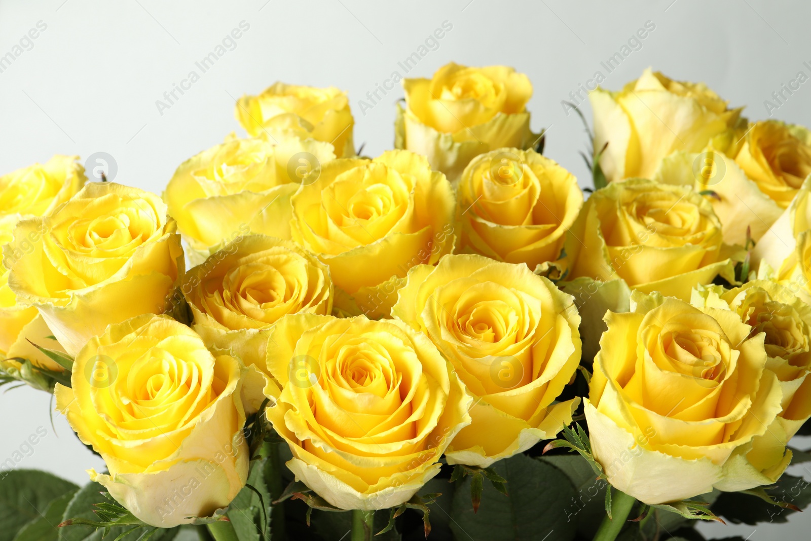 Photo of Beautiful bouquet of yellow roses on light grey background, closeup