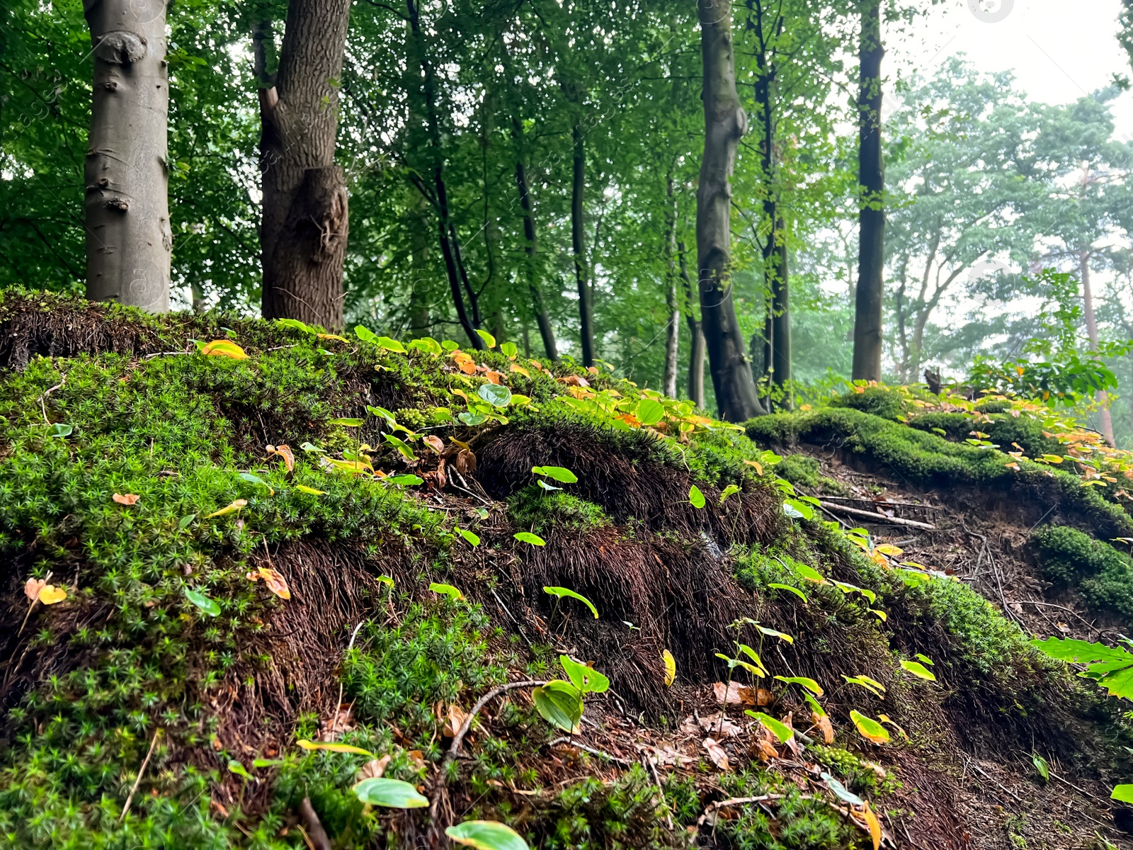 Photo of Beautiful green moss and wild plants growing in forest