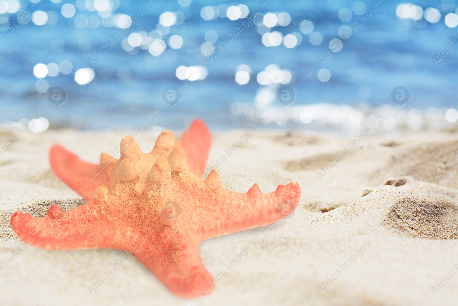 Image of Starfish on sandy beach near sea, closeup. Space for text