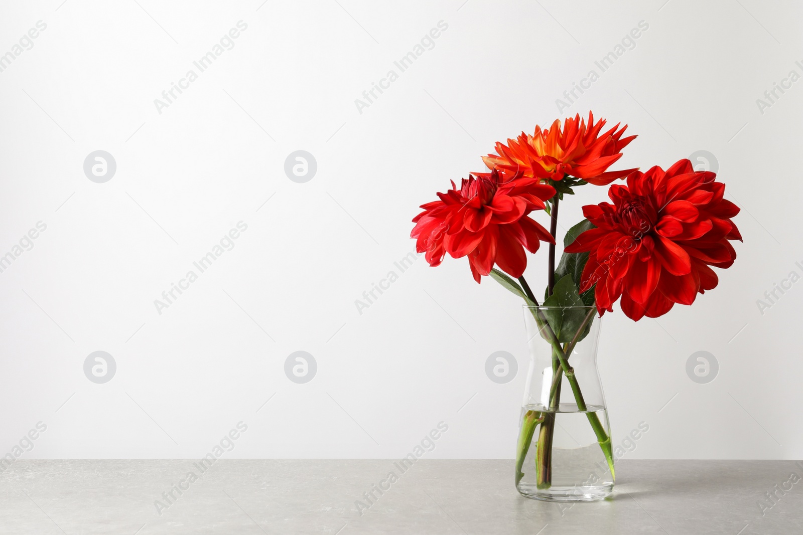 Photo of Vase with beautiful dahlia flowers on table against light background. Space for text