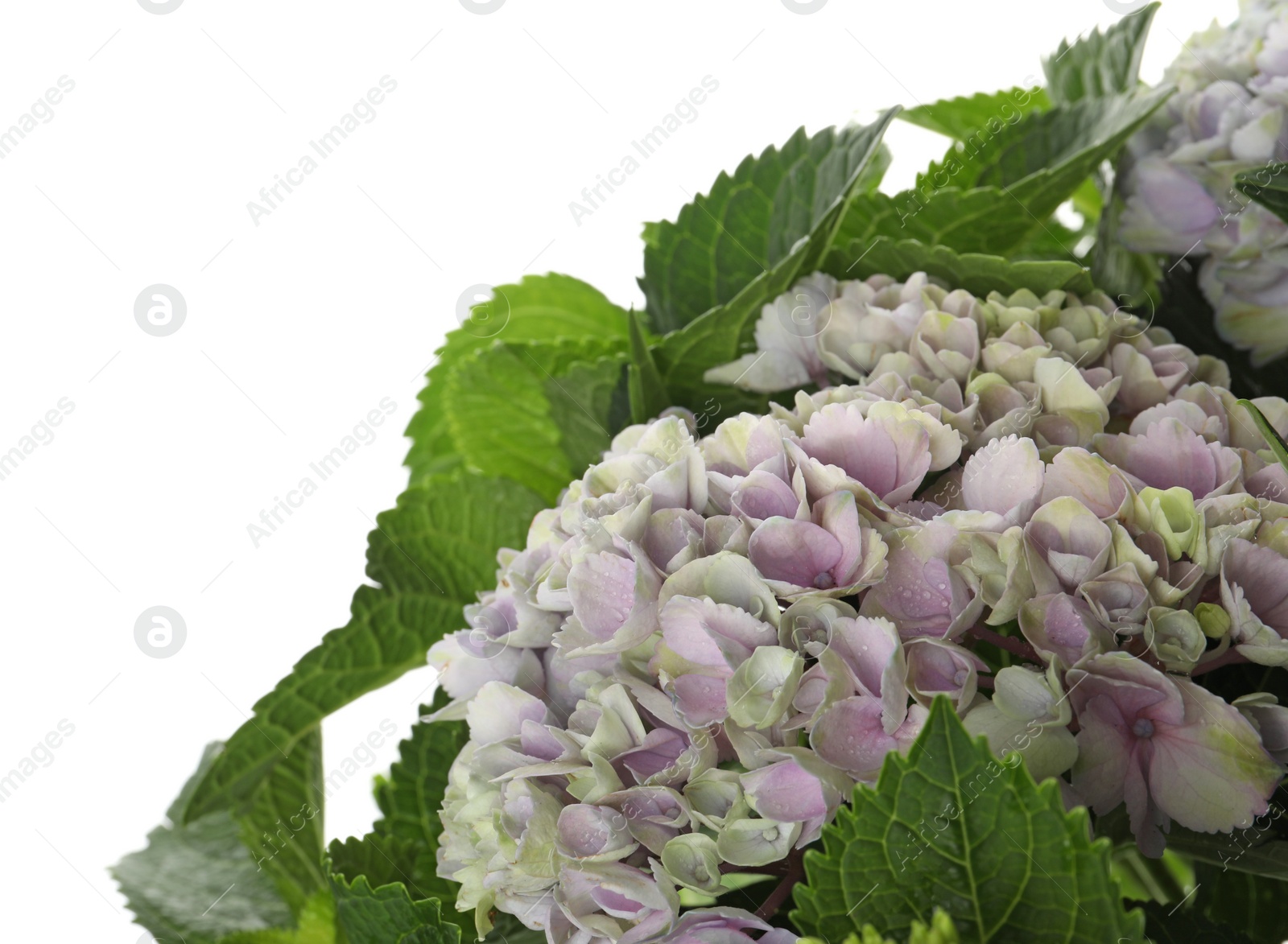 Photo of Beautiful blooming hortensia plant isolated on white
