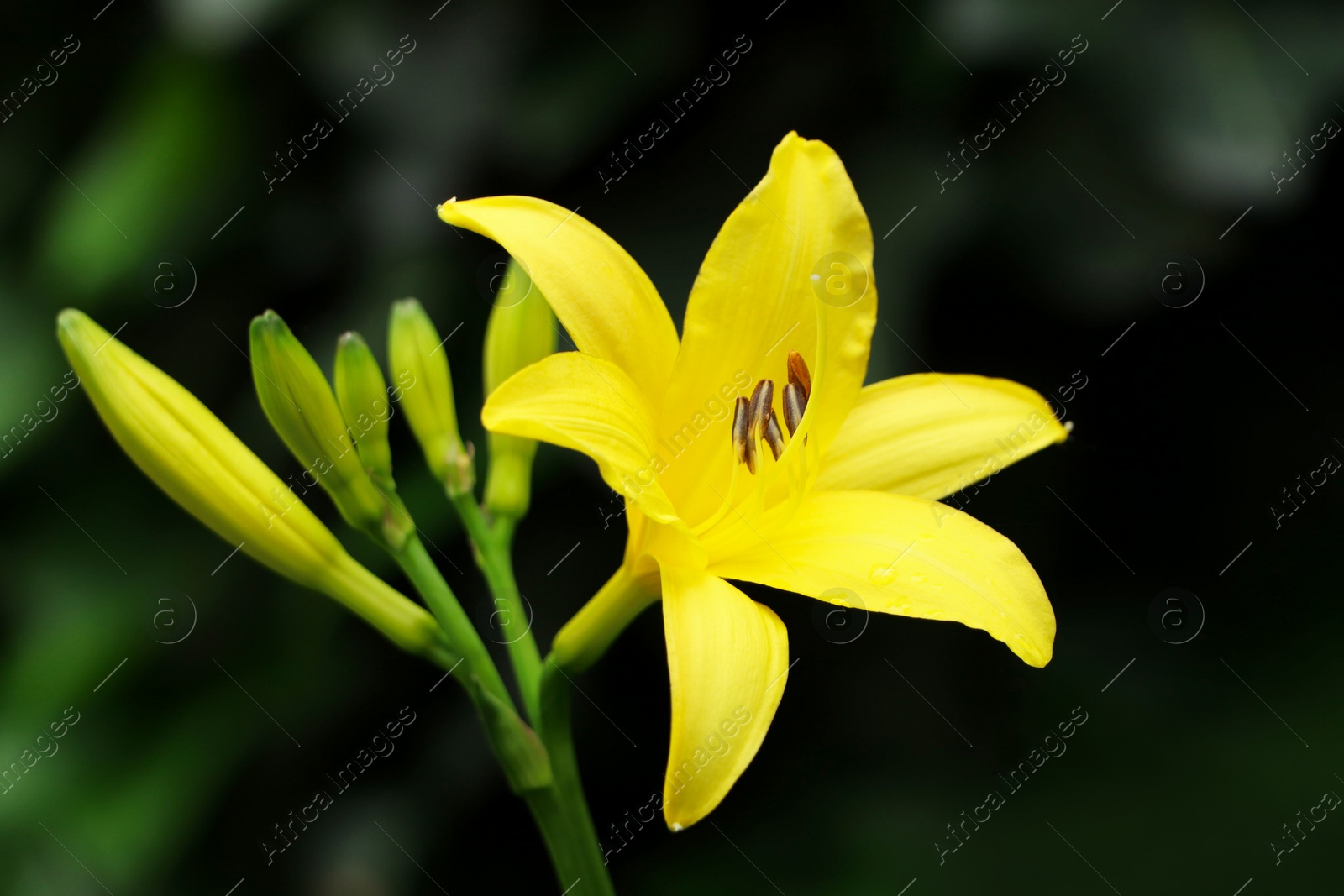 Photo of Beautiful yellow lily growing in garden, closeup