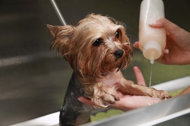 Photo of Professional groomer washing cute little dog in pet beauty salon