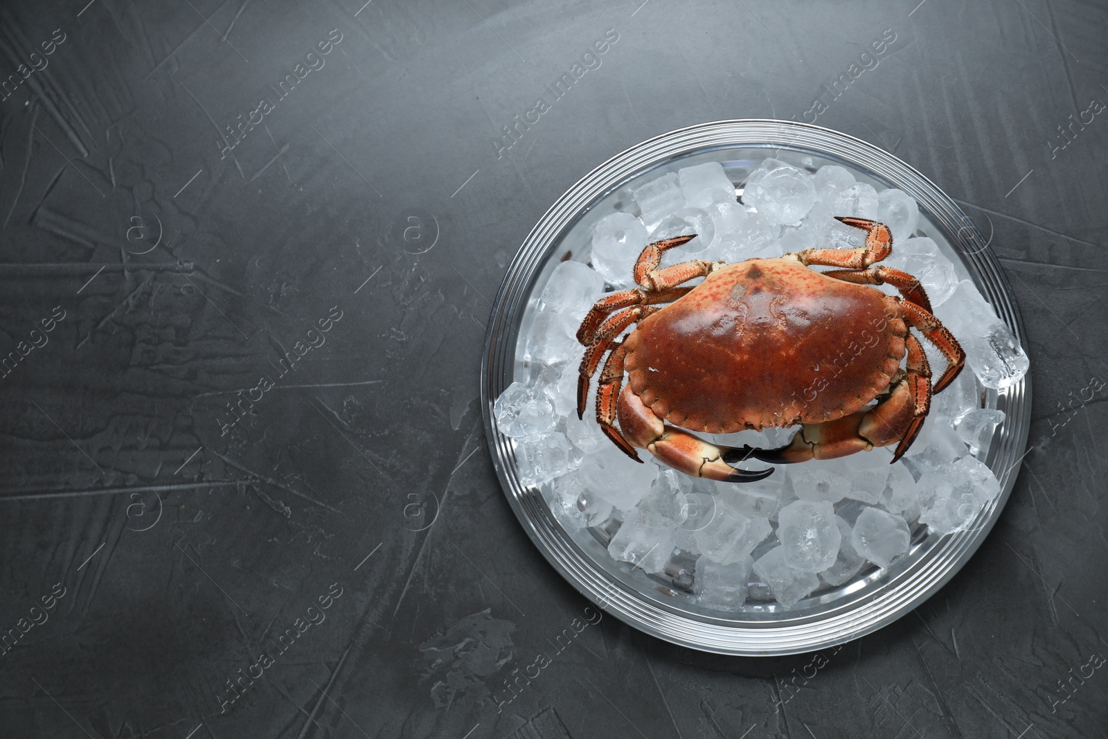 Photo of Delicious boiled crab with ice cubes on grey table, top view. Space for text