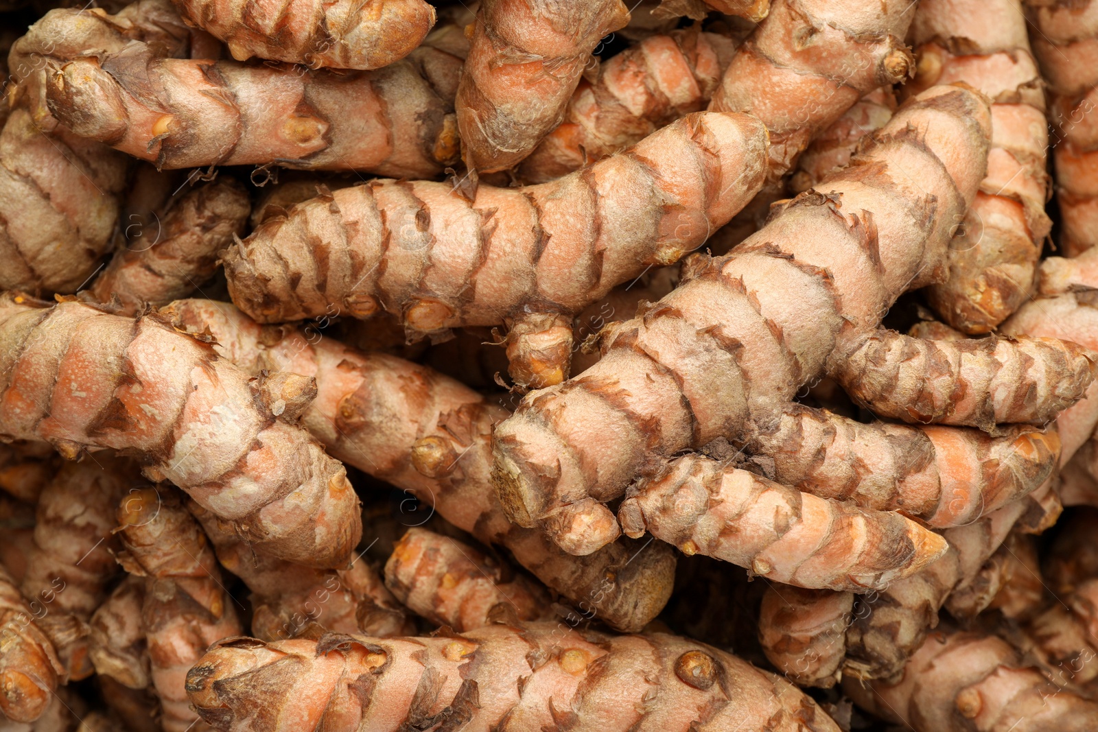 Photo of Many raw turmeric rhizomes as background, top view