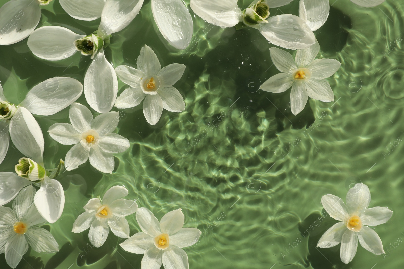 Photo of Beautiful flowers in water on green background, top view. Space for text