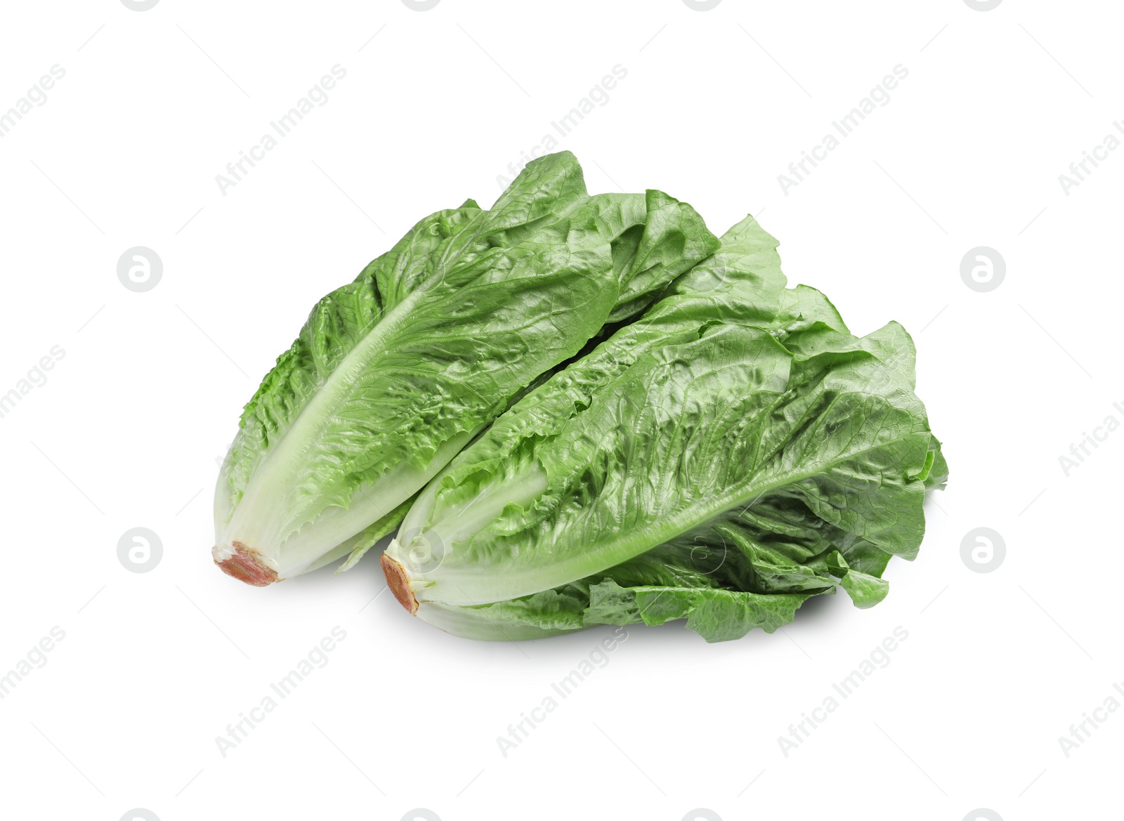 Photo of Fresh green romaine lettuces isolated on white