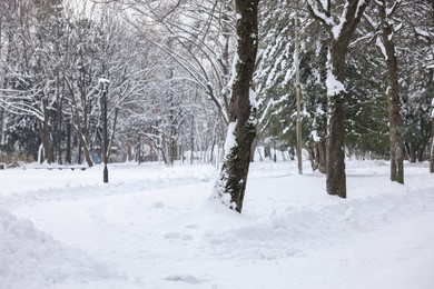 Photo of Trees covered with snow in winter park