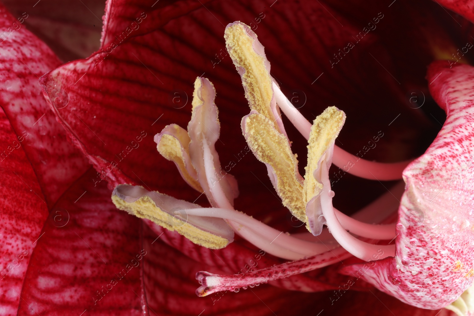 Photo of Beautiful red amaryllis flower with water drops as background, macro view