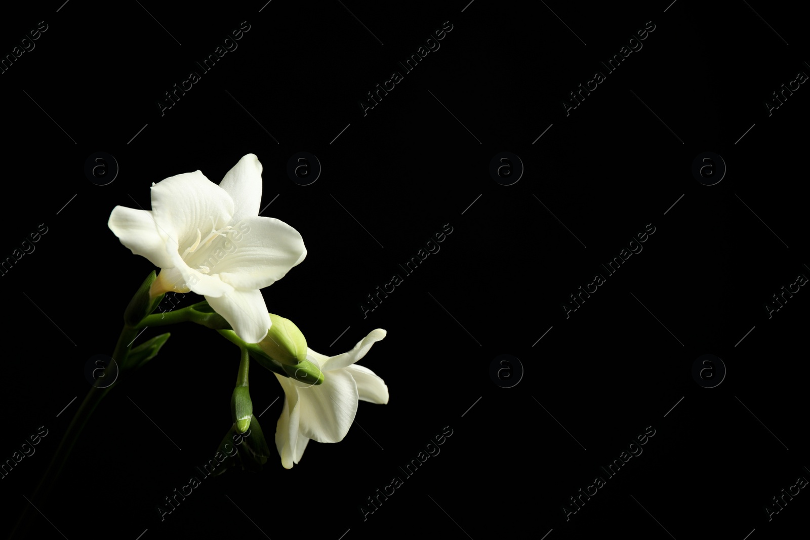 Photo of Beautiful white freesia flowers on black background. Space for text