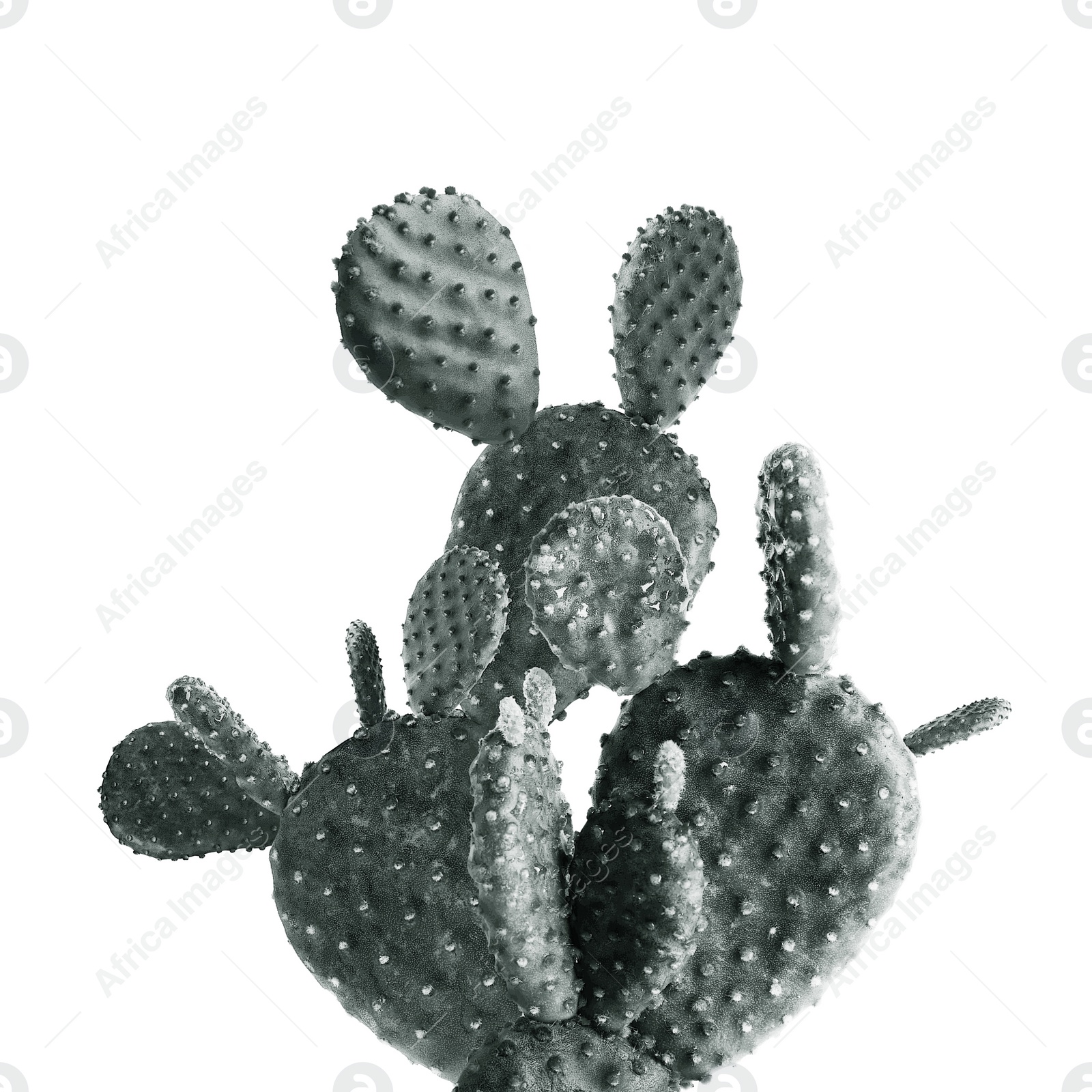 Image of Beautiful big cactus on white background. Color toned